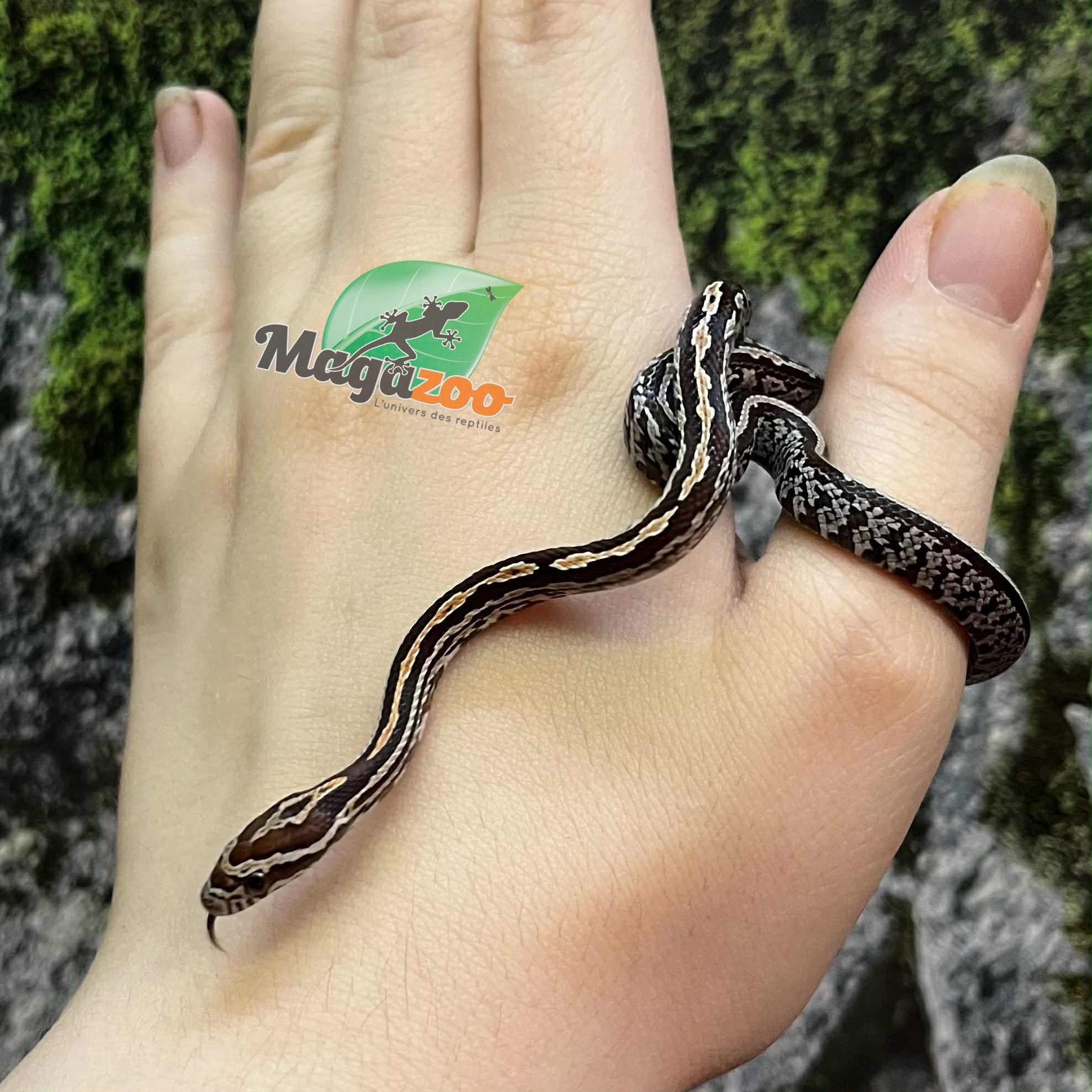 Magazoo Serpent des blés Tessera (D. het. Amel Anery) Bébé #2 Mâle