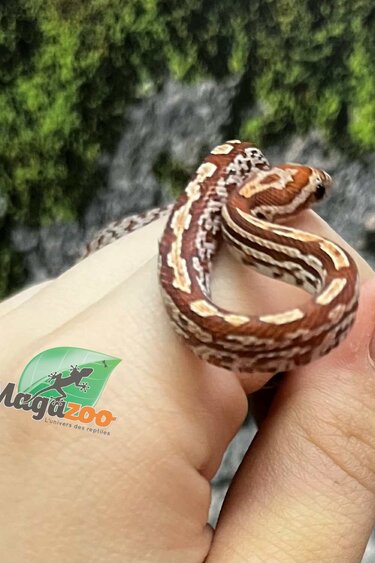 Magazoo Serpent des blés Tessera (D. het. Amel Anery) Bébé #3 Mâle