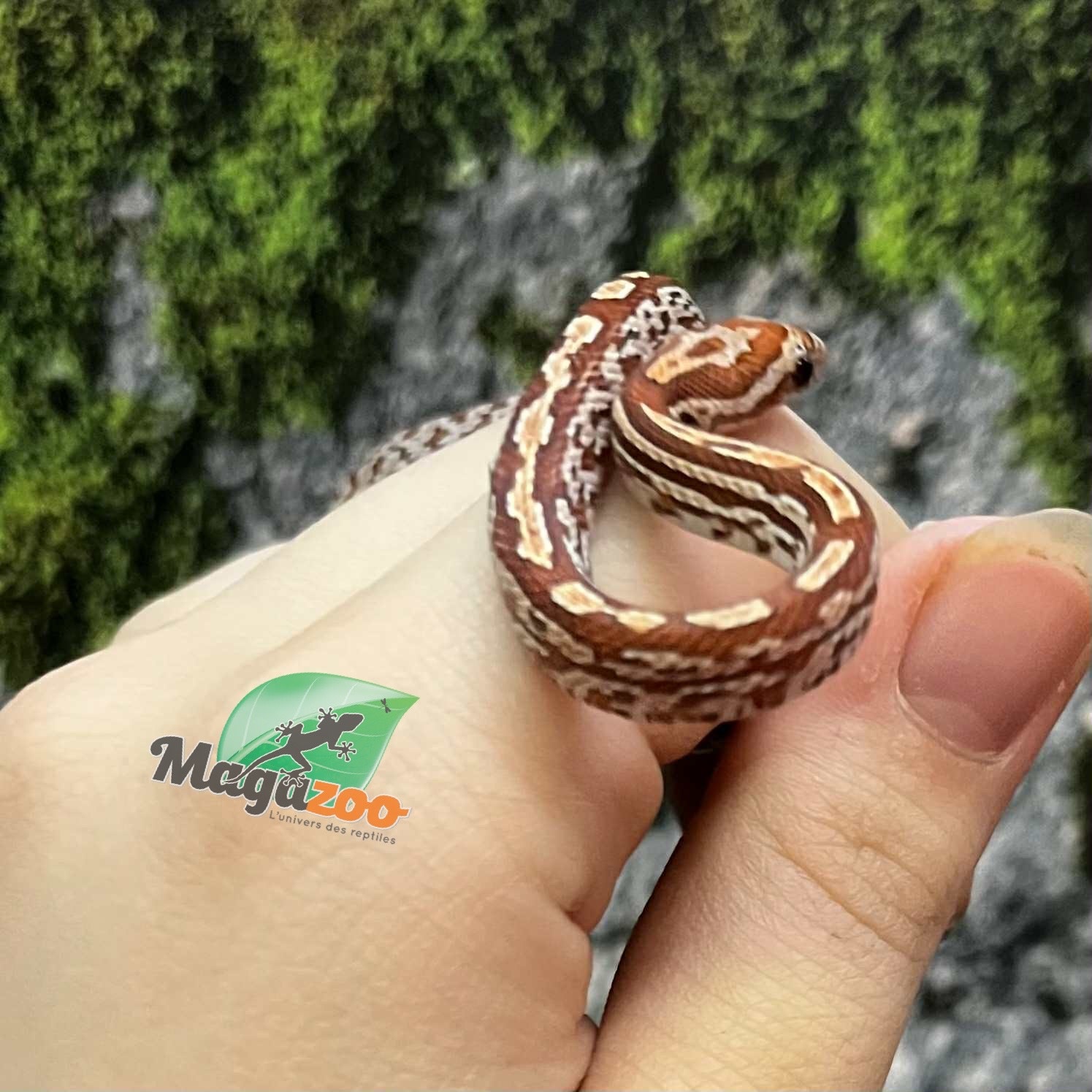 Magazoo Serpent des blés Tessera (D. het. Amel Anery) Bébé #3 Mâle