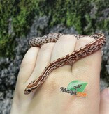 Magazoo Baby Tessera (D. het. Amel Anery) Corn Snake #3