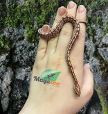 Magazoo Baby Tessera (D. het. Amel Anery) Corn Snake #3