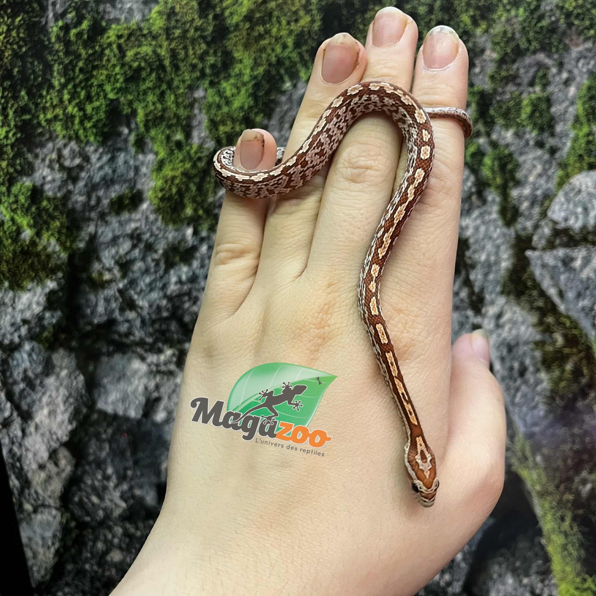 Magazoo Serpent des blés Tessera (D. het. Amel Anery) Bébé #3 Mâle