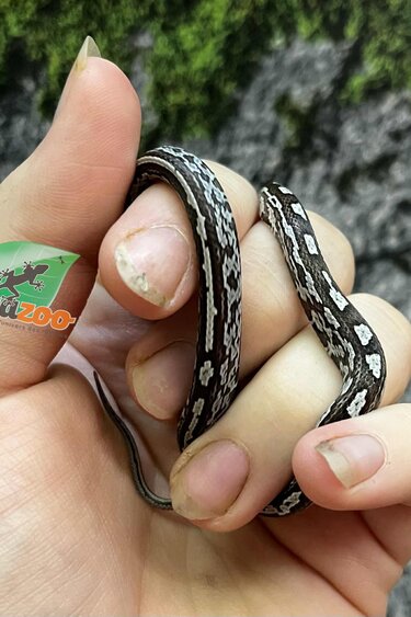 Magazoo Baby Anery Tessera het. Amel Corn Snake #3