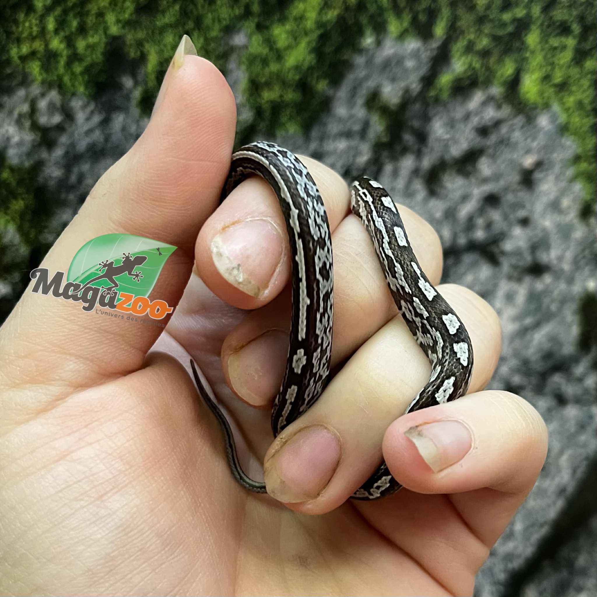 Magazoo Serpent des blés Anery Tessera het. Amel Bébé #3 Mâle