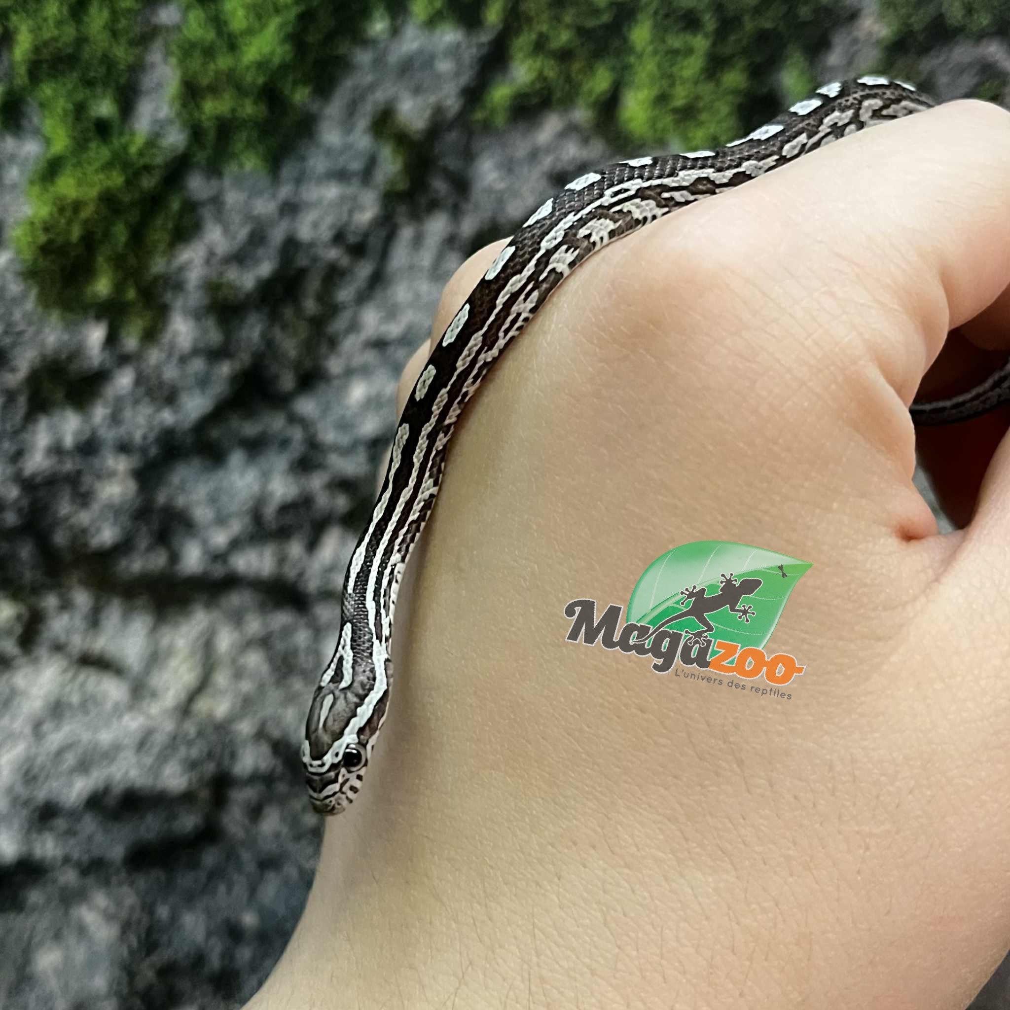 Magazoo Baby Anery Tessera het. Amel Corn Snake #3