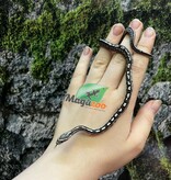 Magazoo Serpent des blés Anery Tessera het. Amel Bébé #3 Mâle