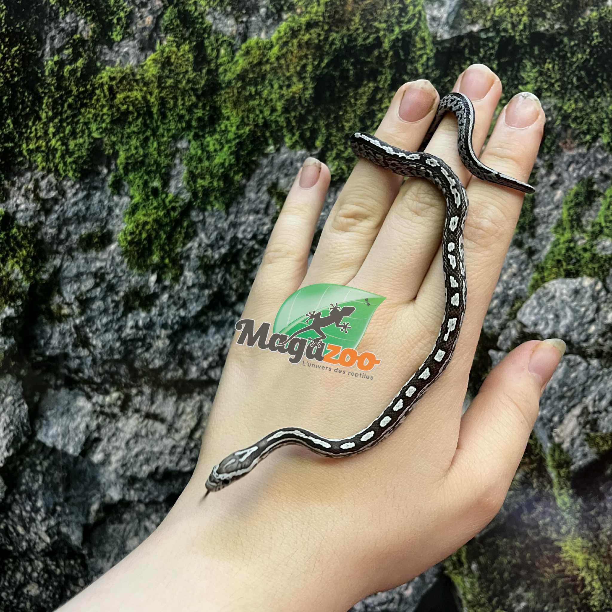 Magazoo Baby Anery Tessera het. Amel Corn Snake #3