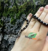 Magazoo Serpent des blés Anery het. Amel Bébé #1 Mâle