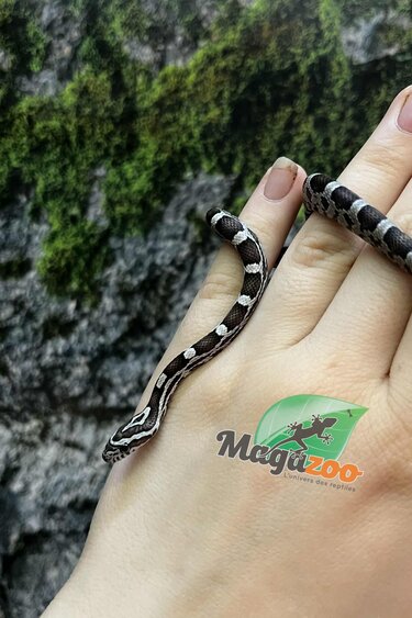 Magazoo Serpent des blés Anery het. Amel Bébé #1 Mâle