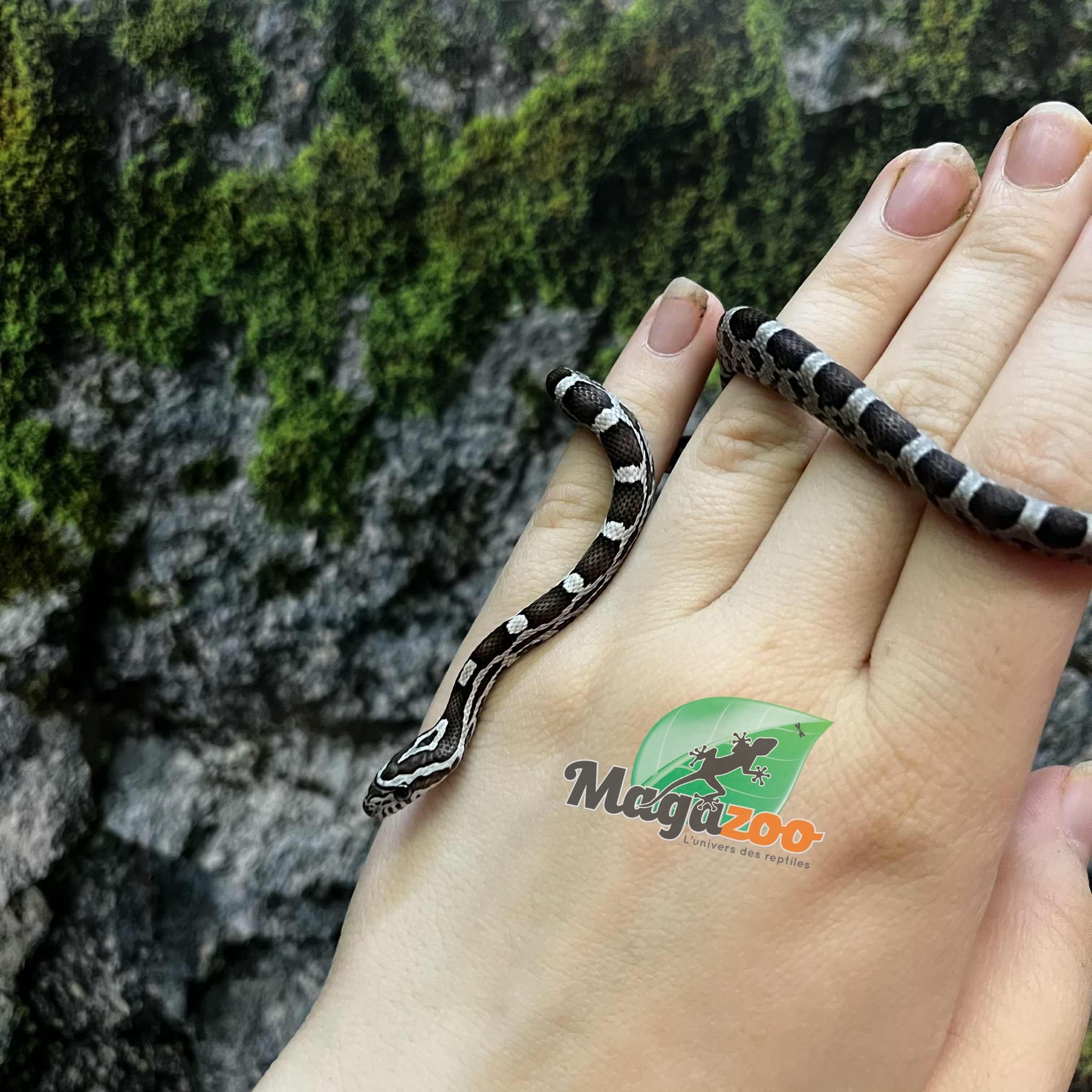 Magazoo Baby Anery het. Amel Corn snake #1