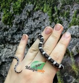 Magazoo Baby Anery het. Amel Corn snake #1