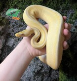 Magazoo Female Pastel Lesser Lavender Albino Genetic Stripe Bongo Ball Python