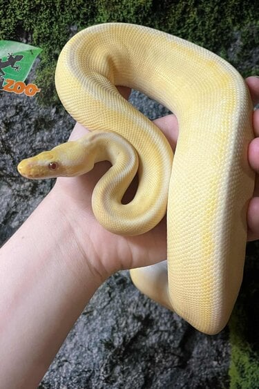 Magazoo Female Pastel Lesser Lavender Albino Genetic Stripe Bongo Ball Python