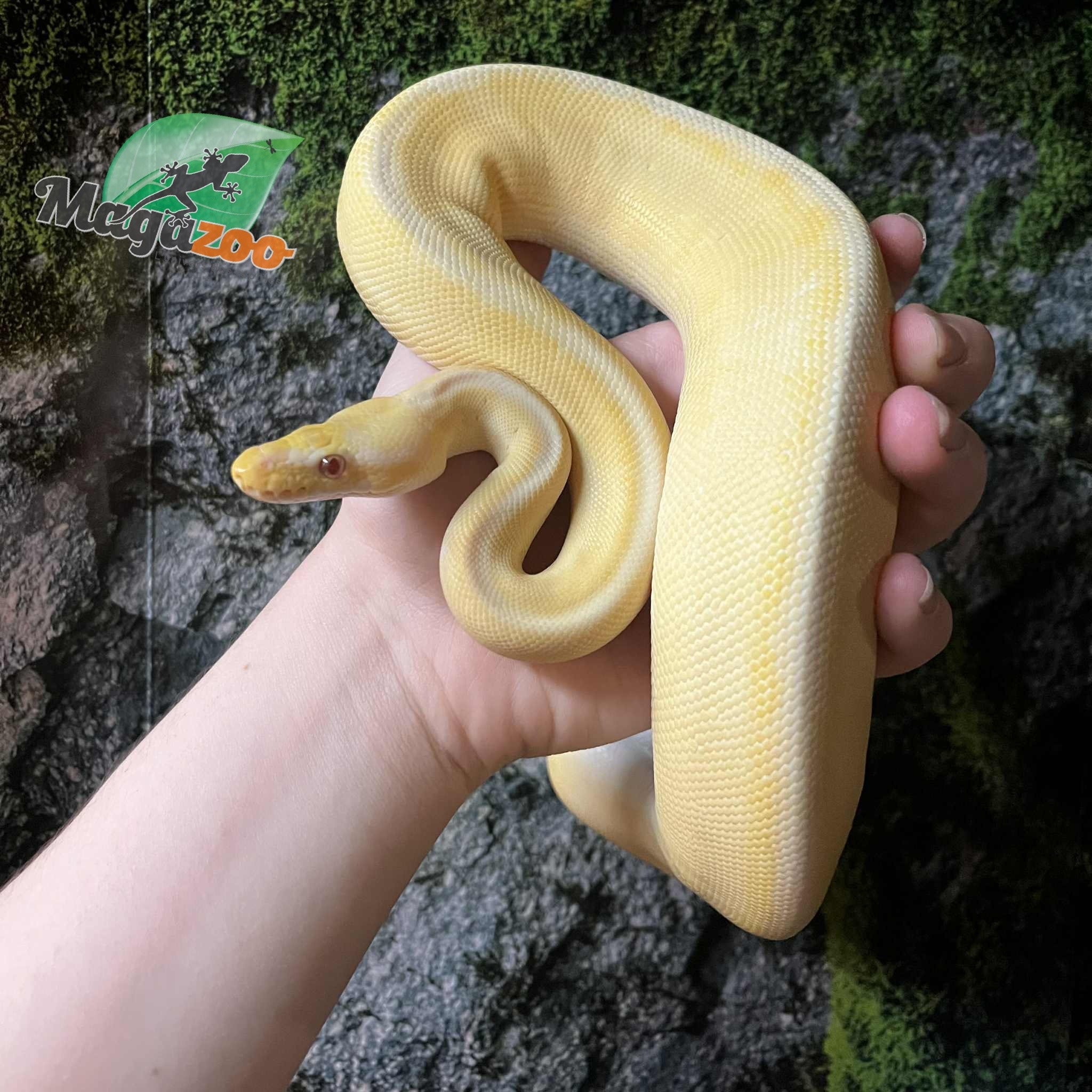 Magazoo Female Pastel Lesser Lavender Albino Genetic Stripe Bongo Ball Python