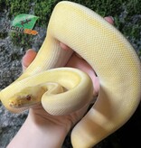 Magazoo Female Pastel Lesser Lavender Albino Genetic Stripe Bongo Ball Python