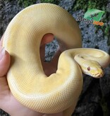 Magazoo Female Pastel Lesser Lavender Albino Genetic Stripe Bongo Ball Python