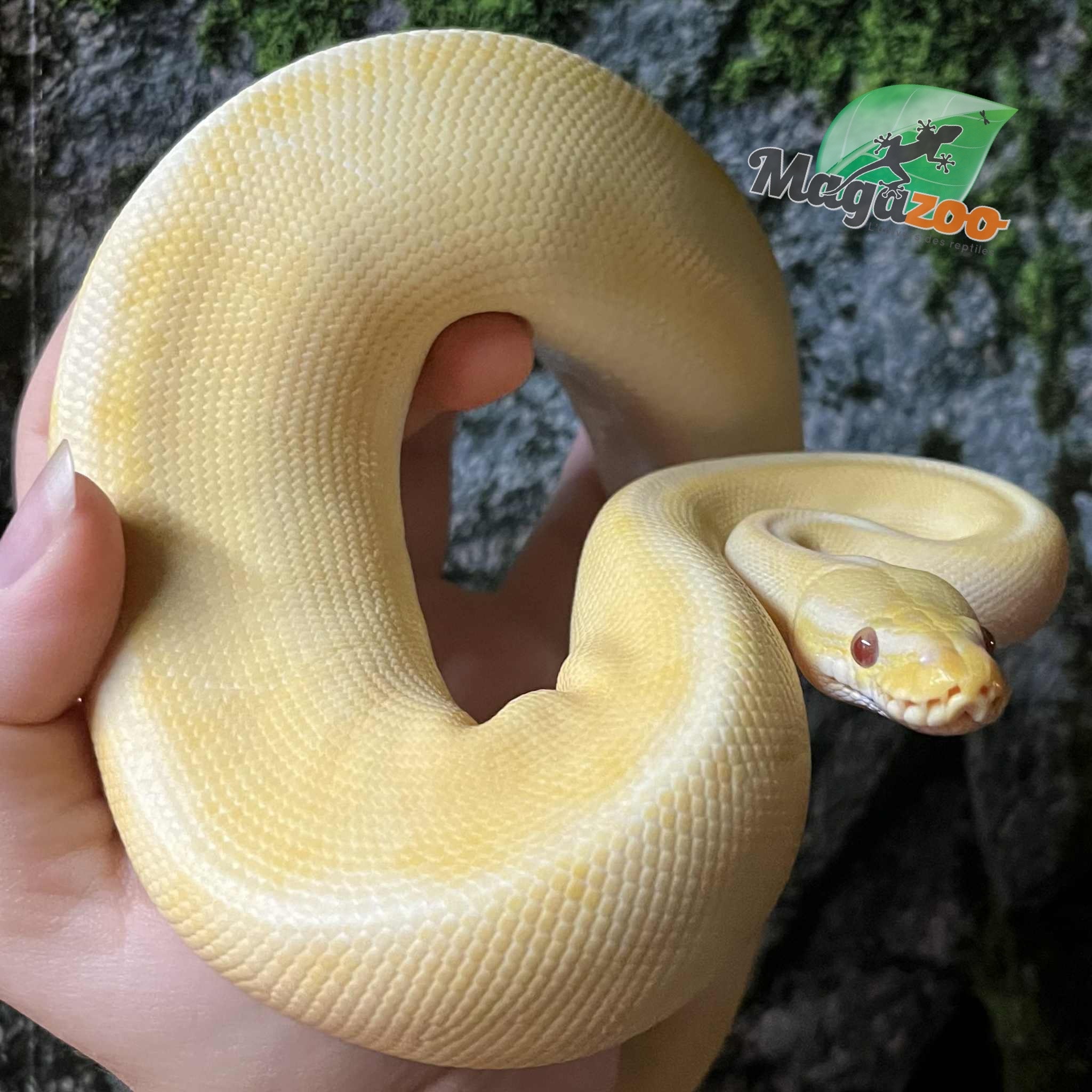 Magazoo Female Pastel Lesser Lavender Albino Genetic Stripe Bongo Ball Python