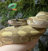 Magazoo Female Lesser Enchi Het Albino (pos. het. Monsoon) Ball python
