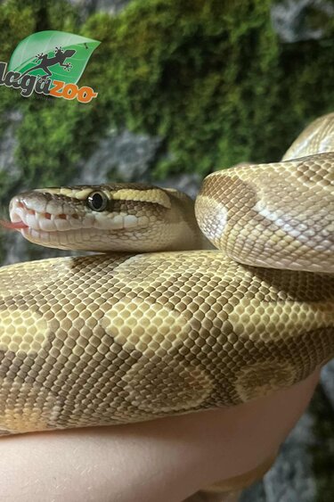 Magazoo Python royal Femelle Lesser Enchi Het Albino (pos. het. Monsoon)