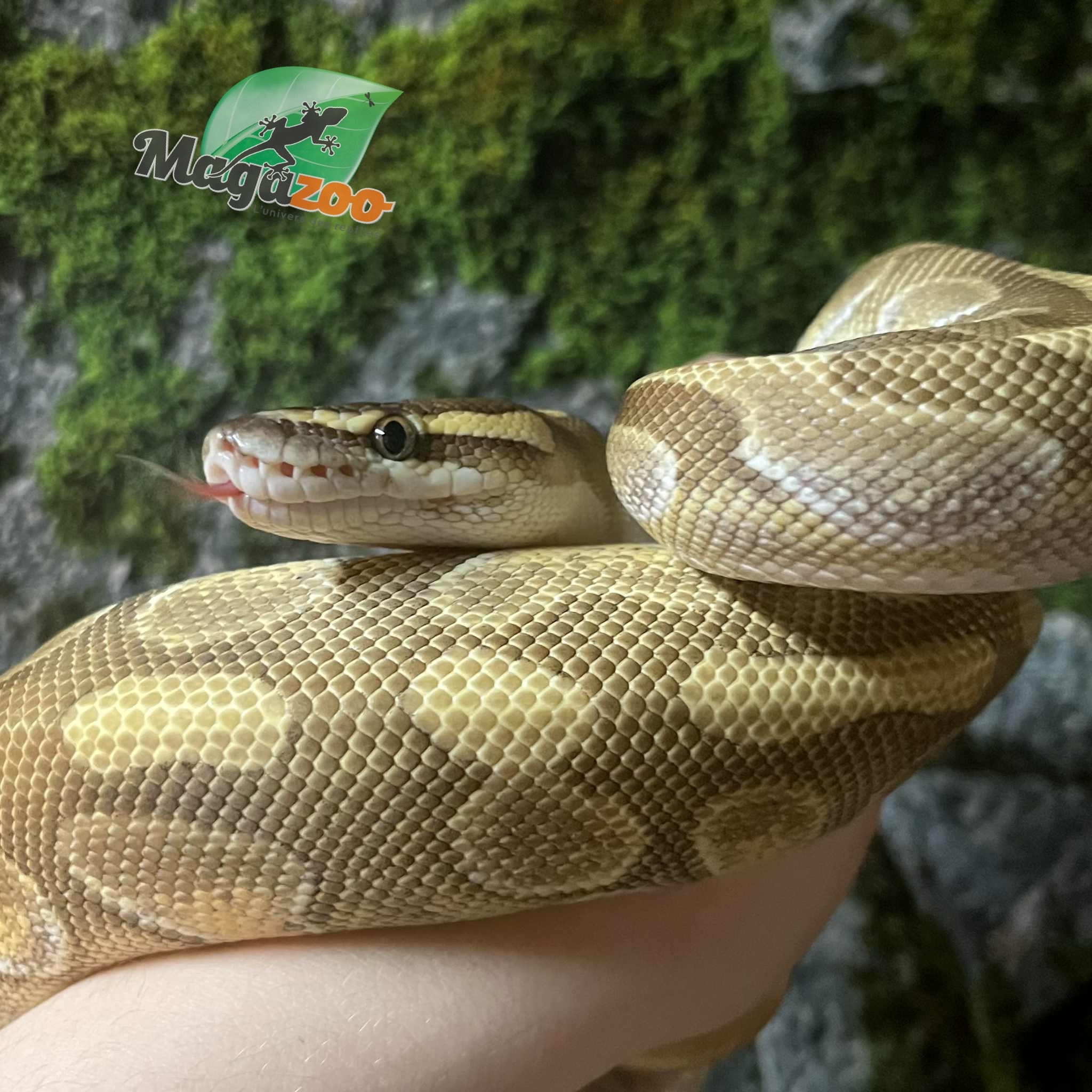Magazoo Python royal Femelle Lesser Enchi Het Albino (pos. het. Monsoon)