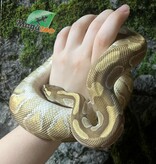 Magazoo Python royal Femelle Lesser Enchi Het Albino (pos. het. Monsoon)