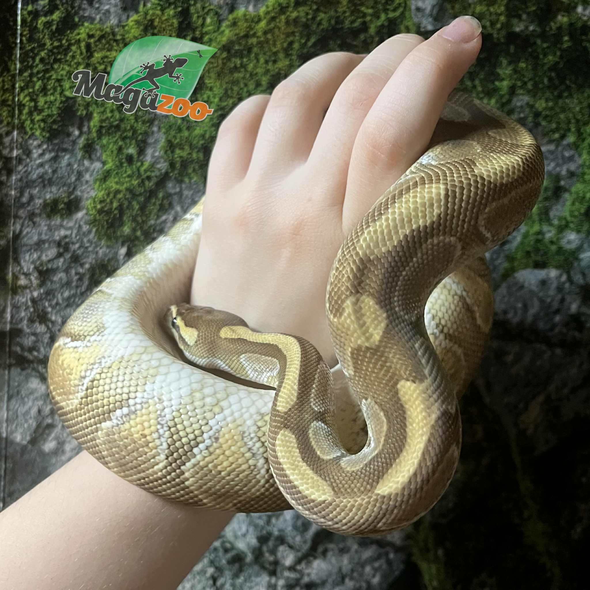 Magazoo Python royal Femelle Lesser Enchi Het Albino (pos. het. Monsoon)