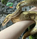 Magazoo Python royal Femelle Lesser Enchi Het Albino (pos. het. Monsoon)