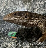 Magazoo Varan des Savanes Juvénile