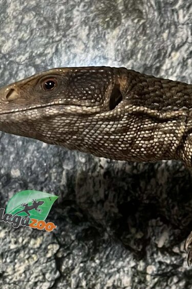 Magazoo Juvenile Savannah monitor