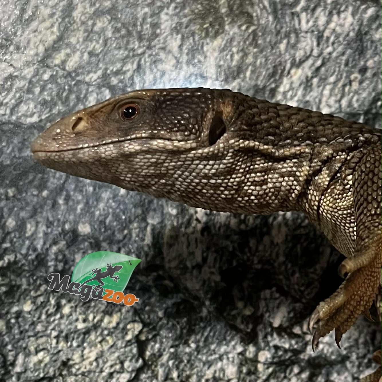 Magazoo Varan des Savanes Juvénile