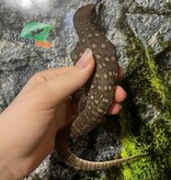 Magazoo Juvenile Savannah monitor