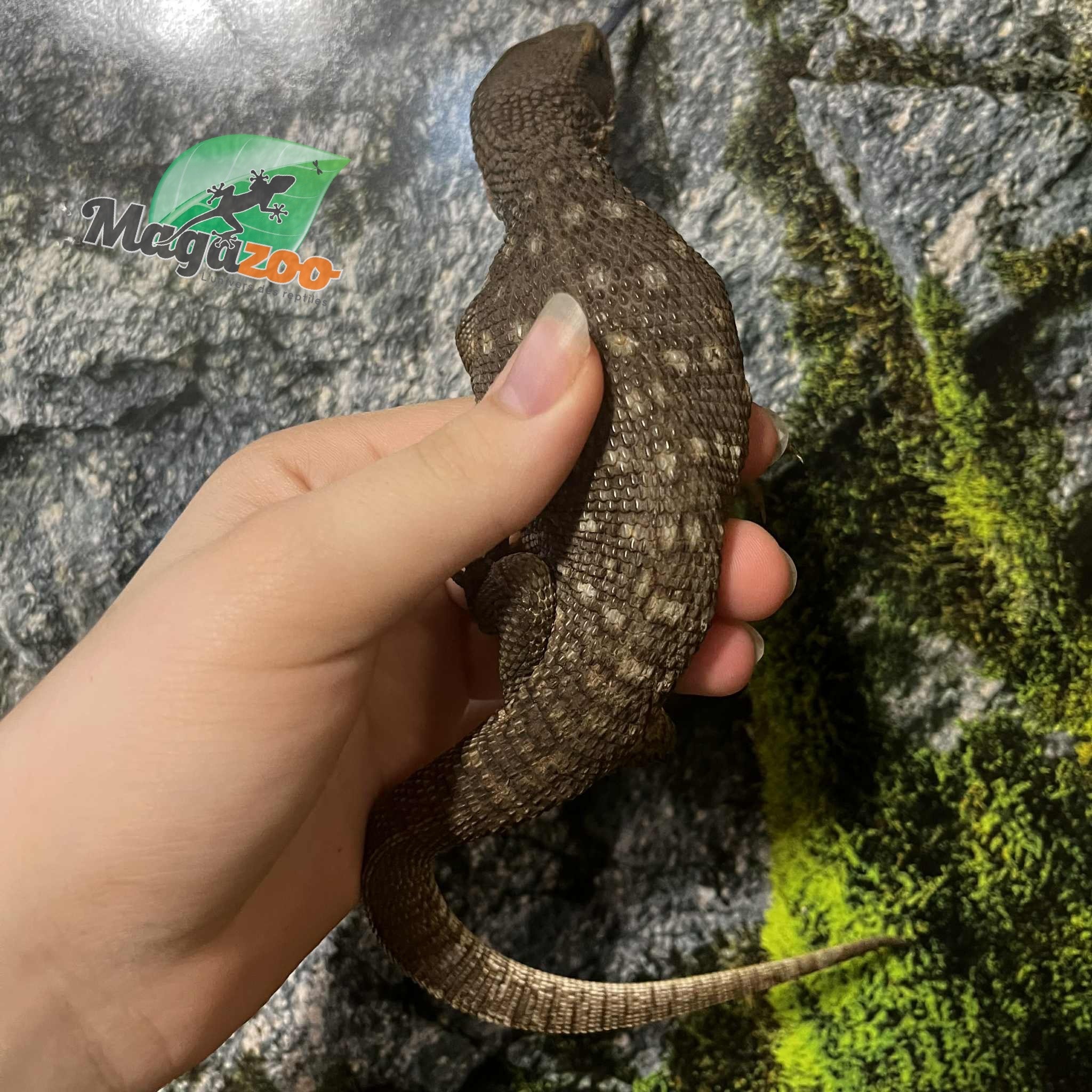 Magazoo Juvenile Savannah monitor
