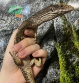 Magazoo Varan des Savanes Juvénile