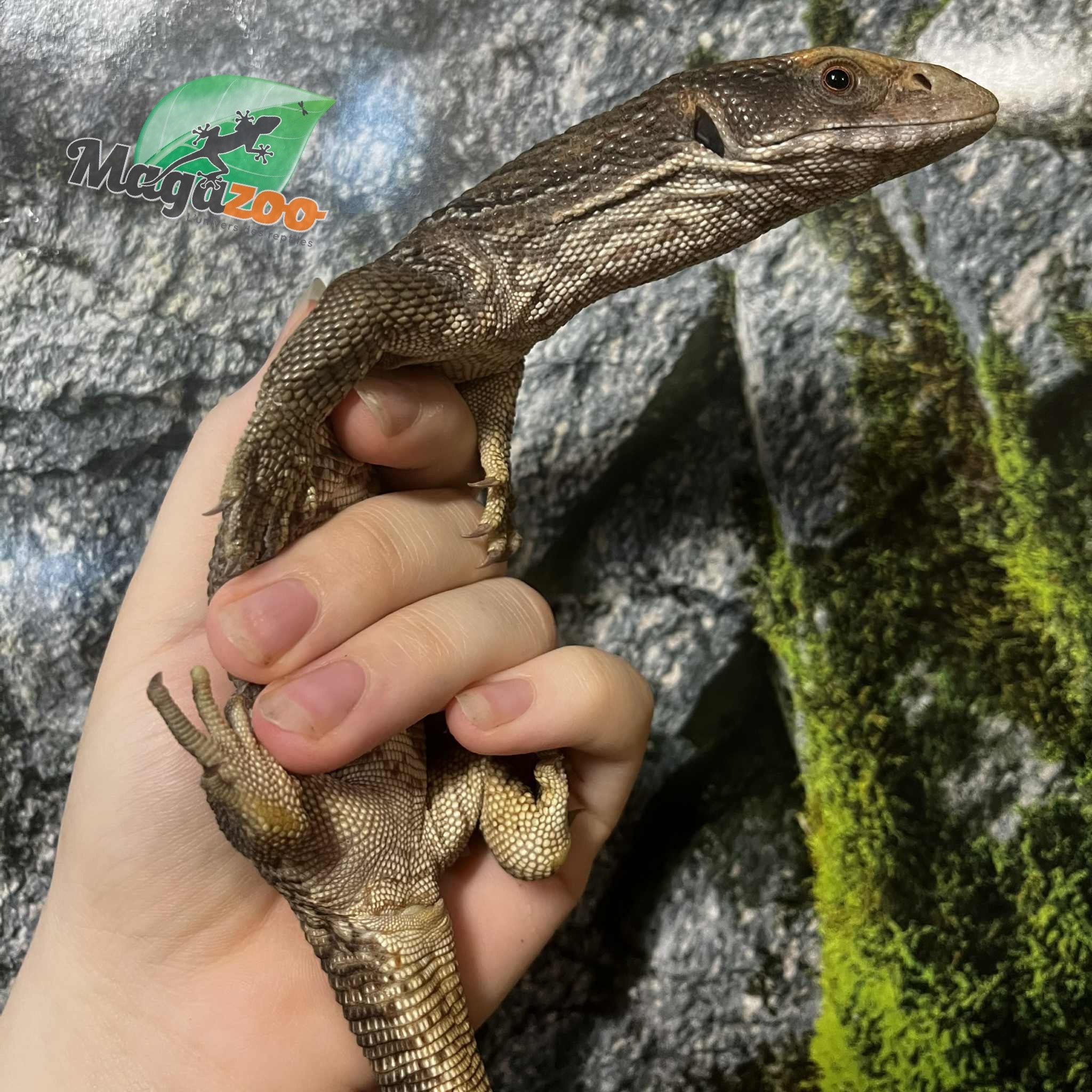 Magazoo Juvenile Savannah monitor