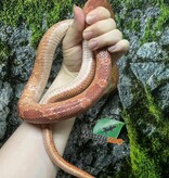 Magazoo Serpent des blés Hypo 4 ans /  Adoption - 2ième chance