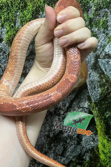 Magazoo Hypo 4 years old Corn Snake /  2nd Chance Adoption