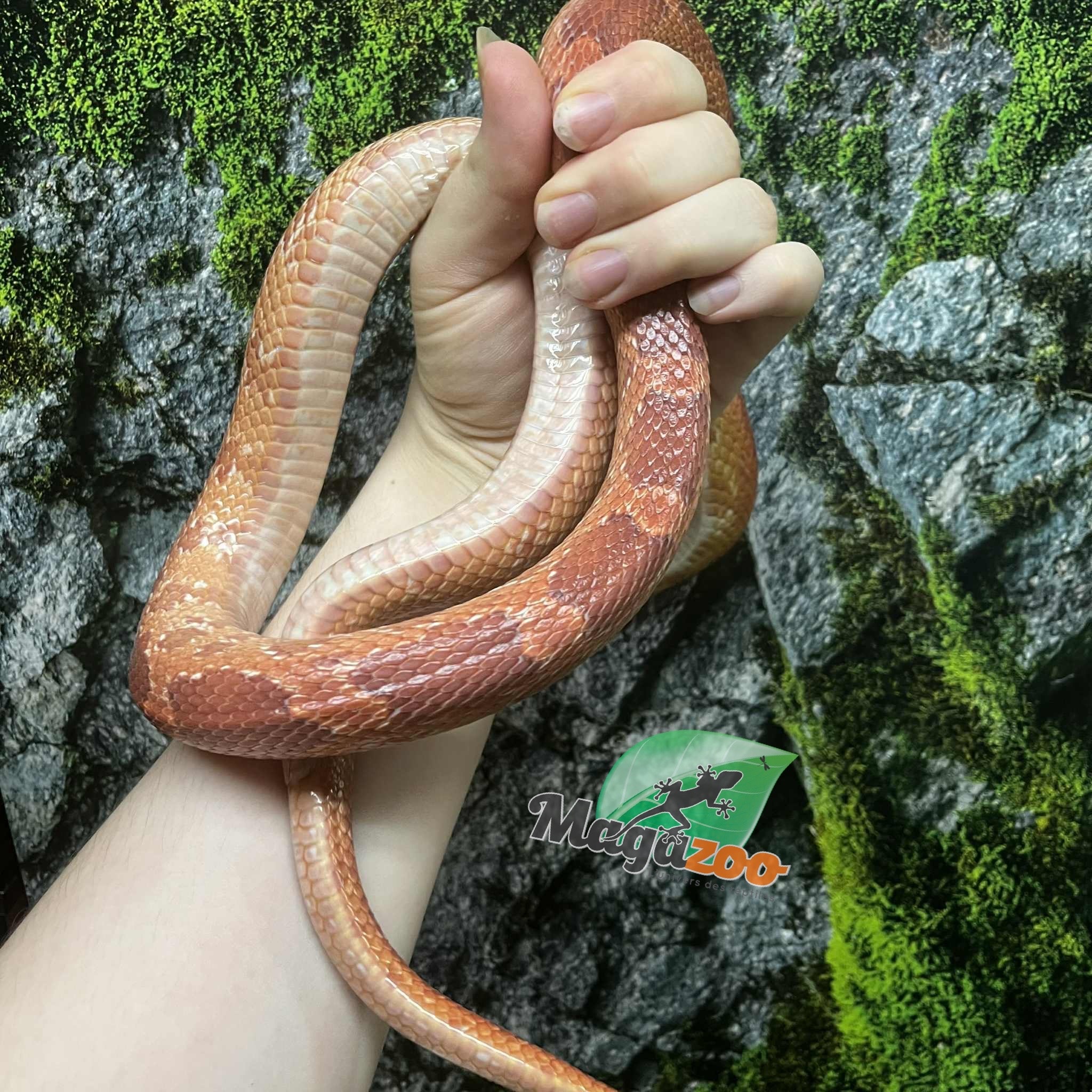 Magazoo Serpent des blés Hypo 4 ans /  Adoption - 2ième chance