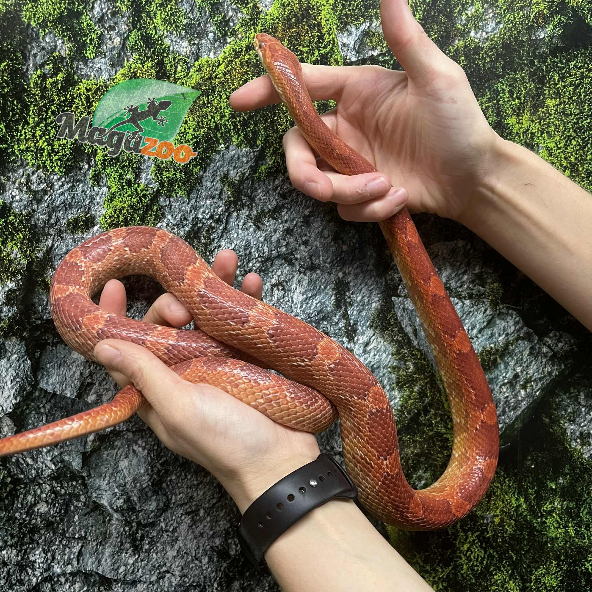 Magazoo Hypo 4 years old Corn Snake /  2nd Chance Adoption