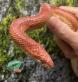 Magazoo Serpent des blés Hypo 4 ans /  Adoption - 2ième chance