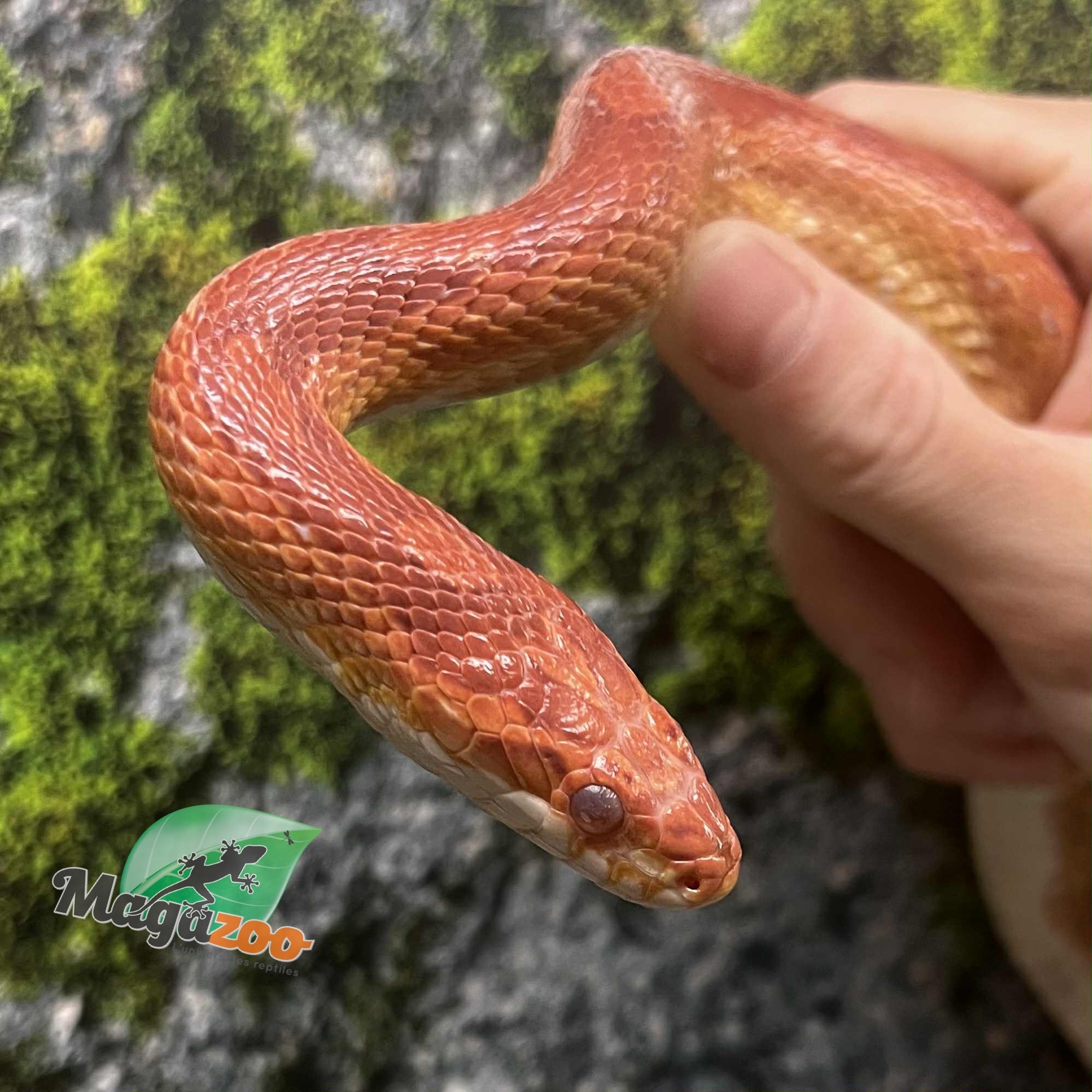 Magazoo Hypo 4 years old Corn Snake /  2nd Chance Adoption
