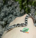 Magazoo Baby Anery het. Amel Corn Snake #4