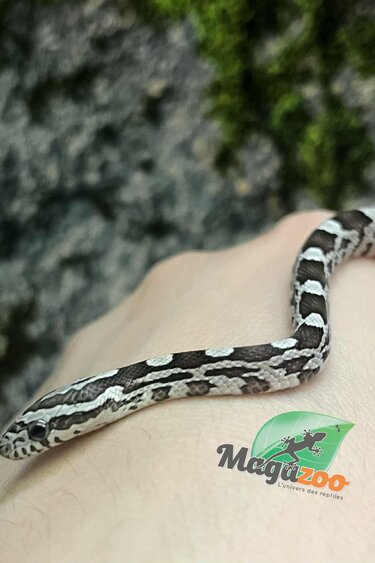 Magazoo Serpent des blés Anery het. Amel Bébé #4 Femelle