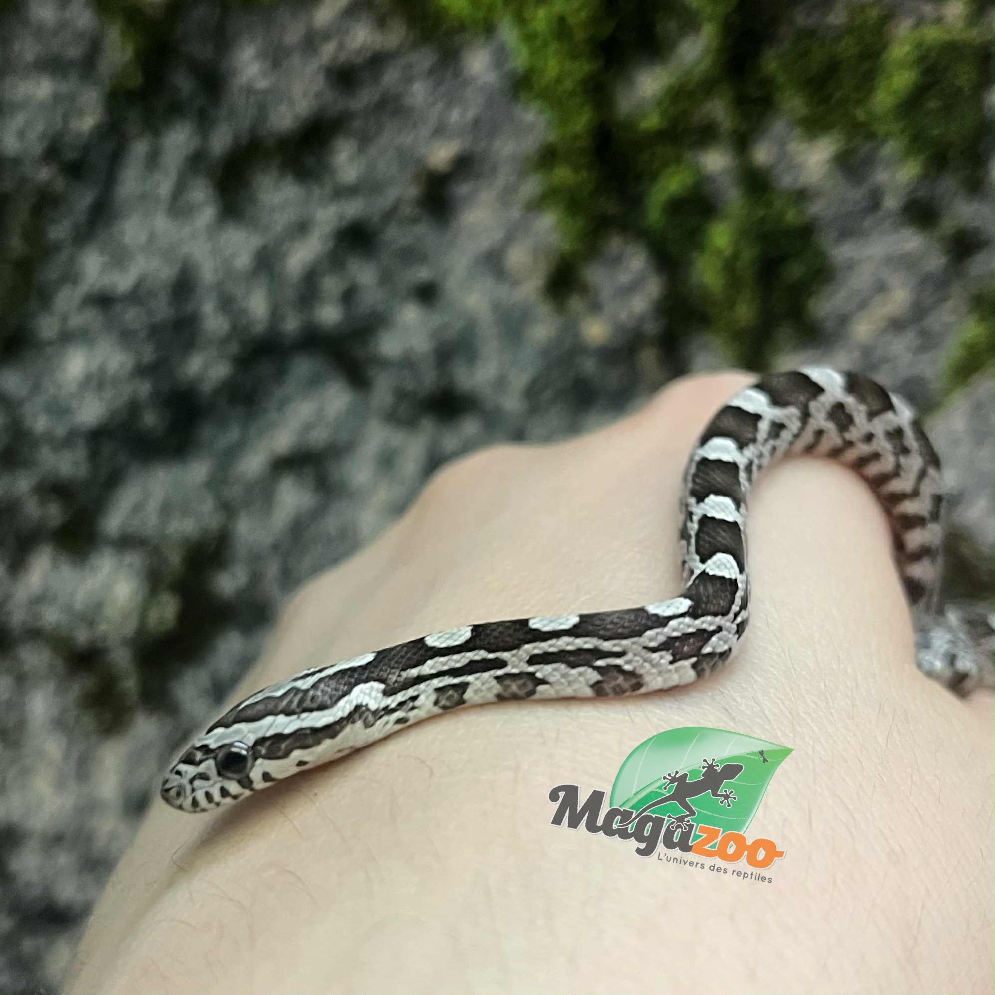 Magazoo Serpent des blés Anery het. Amel Bébé #4 Femelle