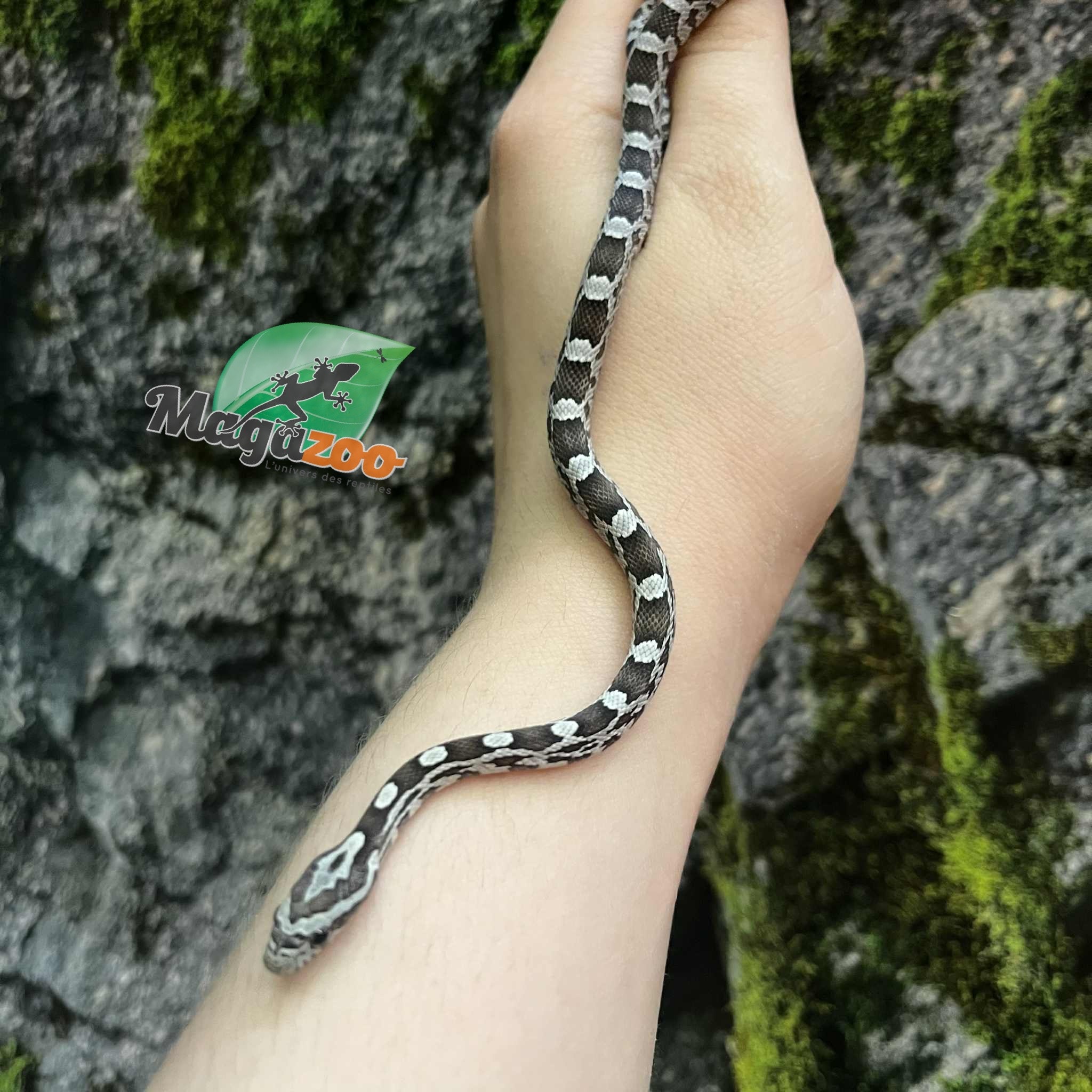 Magazoo Serpent des blés Anery het. Amel Bébé #4 Femelle