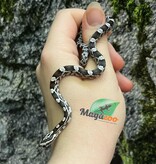 Magazoo Baby Anery het. Amel Corn Snake #4