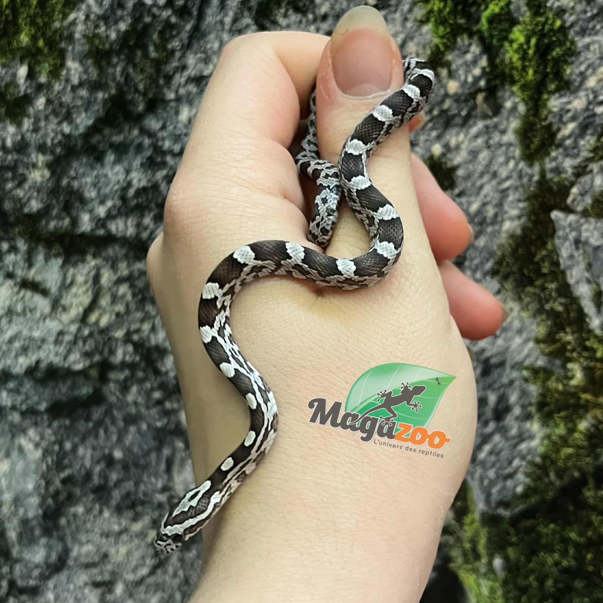 Magazoo Baby Anery het. Amel Corn Snake #4