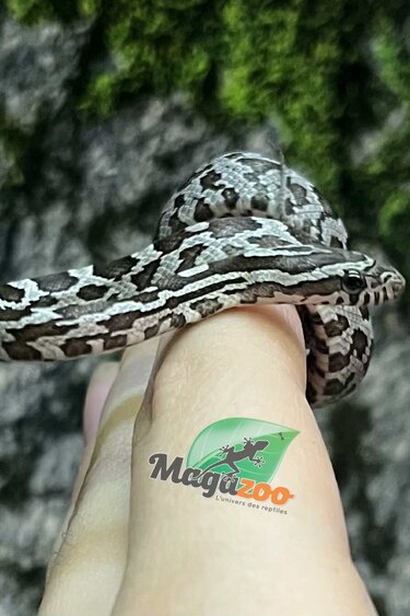 Magazoo Baby Anery het. Amel Corn Snake #3