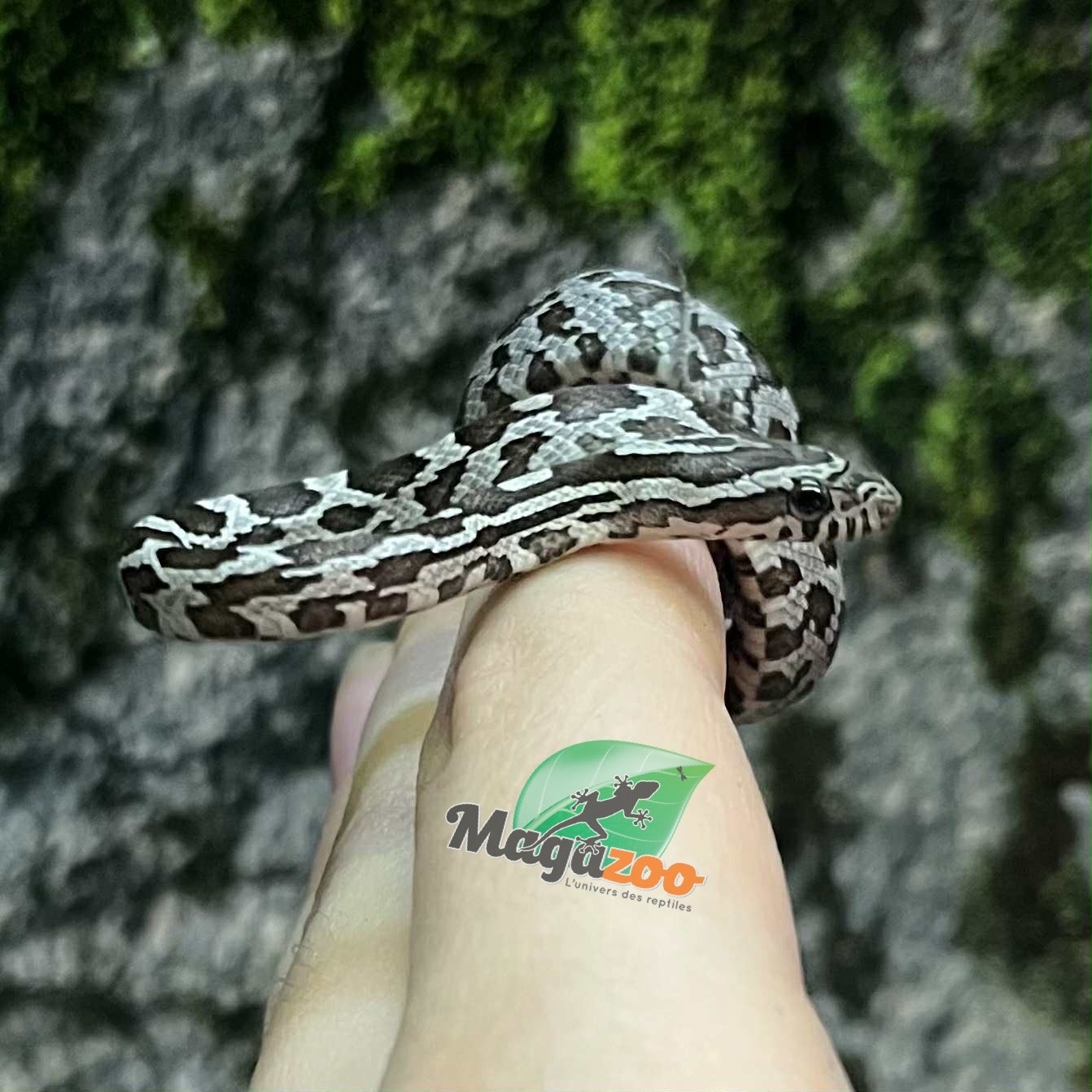 Magazoo Serpent des blés Anery het. Amel Bébé #6 Femelle