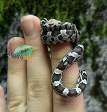 Magazoo Serpent des blés Anery het. Amel Bébé #6 Femelle