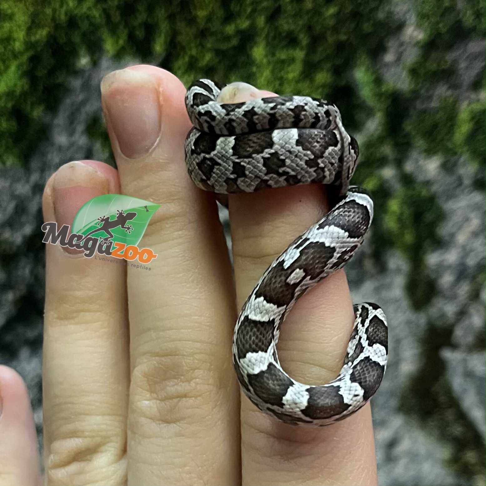 Magazoo Baby Anery het. Amel Corn Snake #3